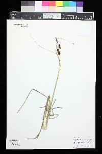 Carex saxatilis image