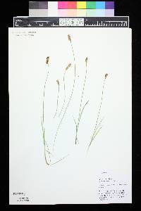 Carex siccata image