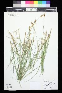 Carex siccata image