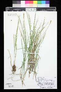 Carex foenea image