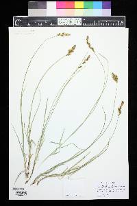 Carex siccata image