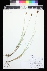 Carex simulata image