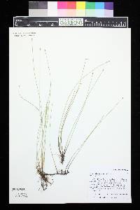 Eleocharis macrostachya image