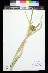 Scirpus pallidus image