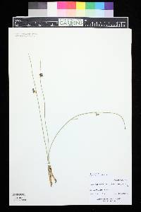 Juncus balticus subsp. ater image