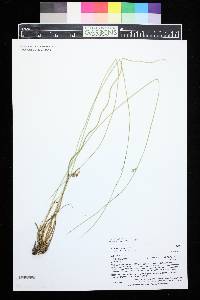 Juncus balticus subsp. ater image