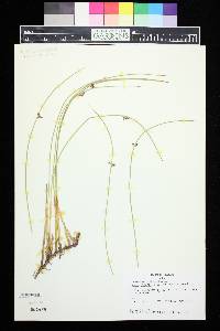 Juncus balticus subsp. ater image