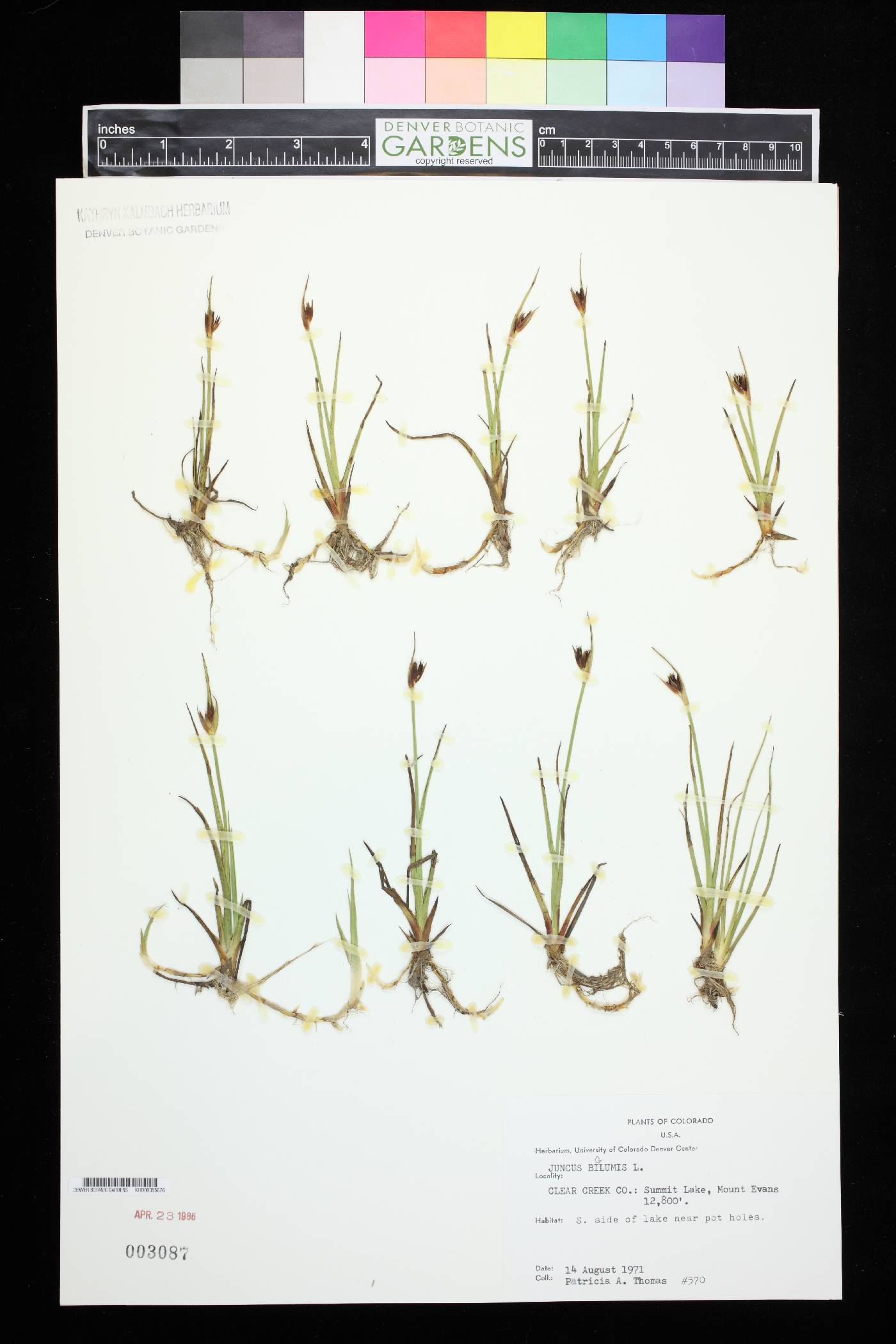 Juncus biglumis image