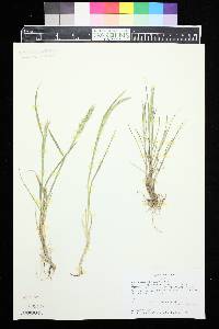 Elymus alaskanus image