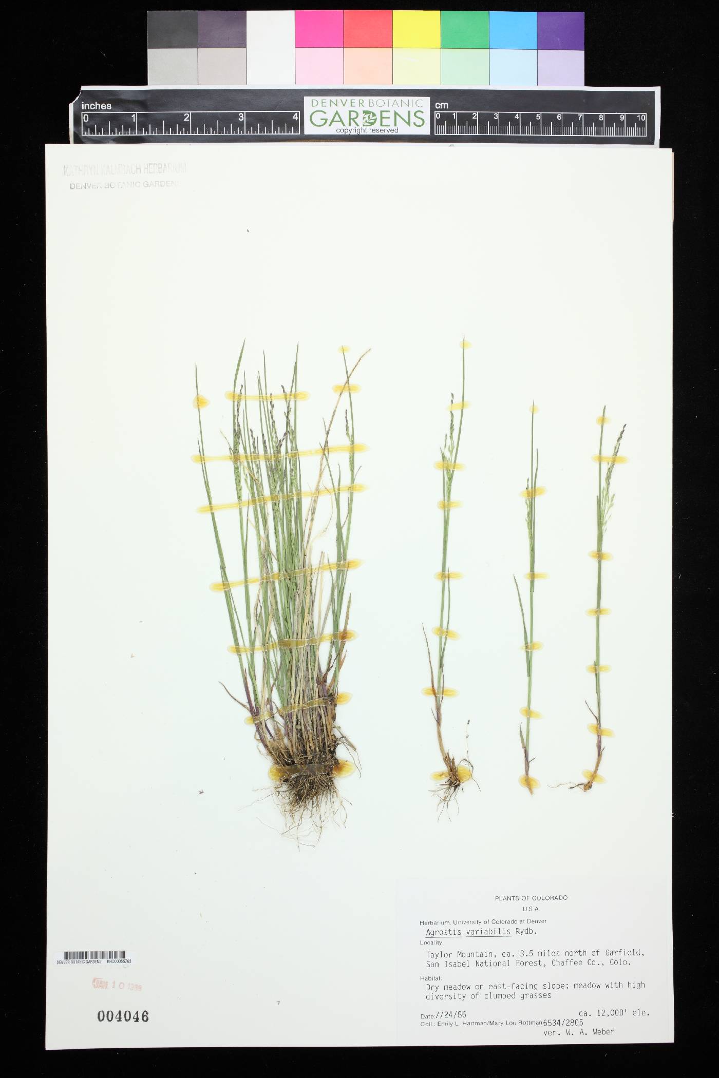 Agrostis variabilis image