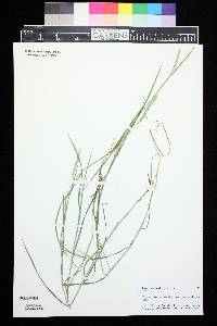 Alopecurus aequalis image