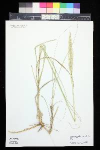 Calamovilfa longifolia image