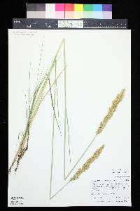 Calamagrostis stricta image