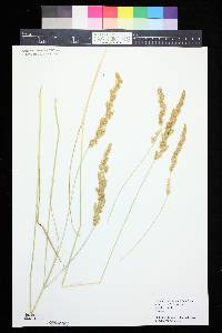 Calamagrostis stricta image