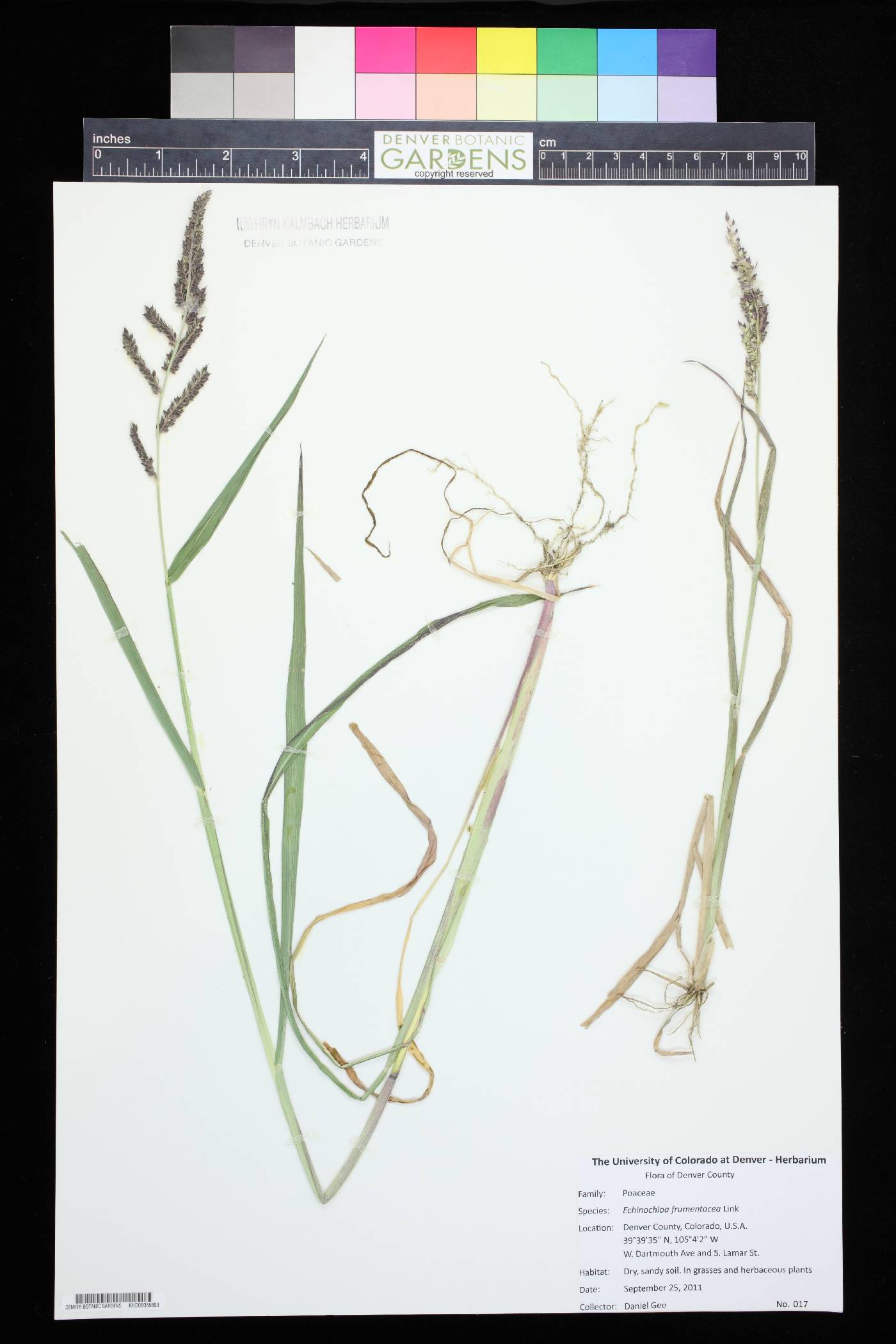 Echinochloa frumentacea image