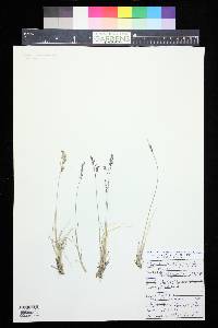 Poa glauca subsp. rupicola image