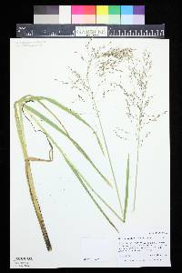 Glyceria grandis image