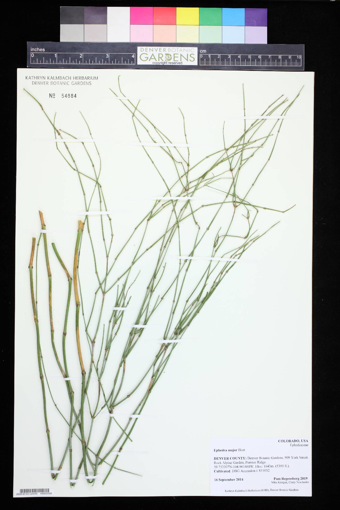Ephedra foeminea image