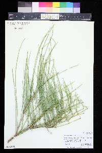 Image of Ephedra przewalskii