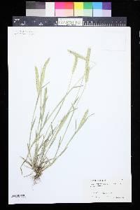 Hordeum pusillum image