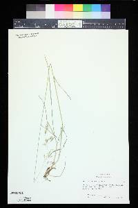 Poa nervosa image