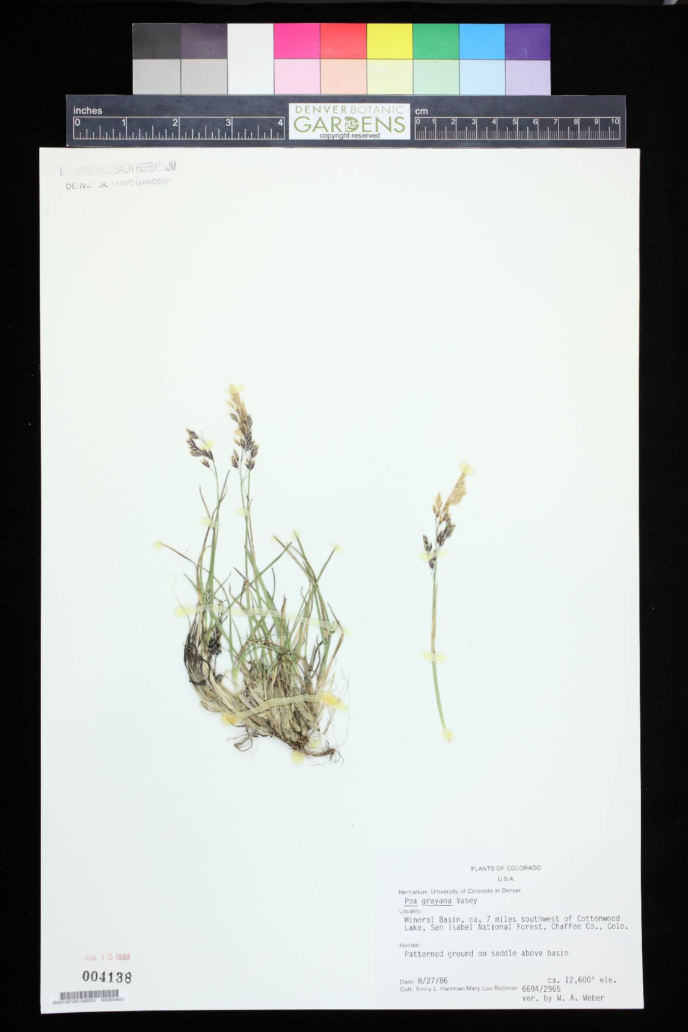 Poa grayana image