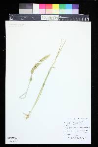 Trisetum spicatum subsp. spicatum image