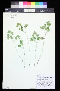 Aquilegia micrantha image