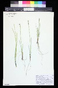 Sisyrinchium pallidum image