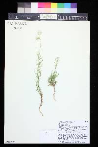 Ipomopsis congesta subsp. frutescens image
