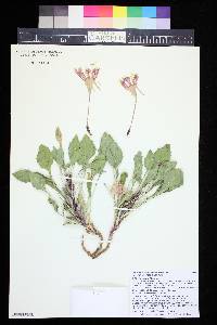 Oenothera cespitosa image