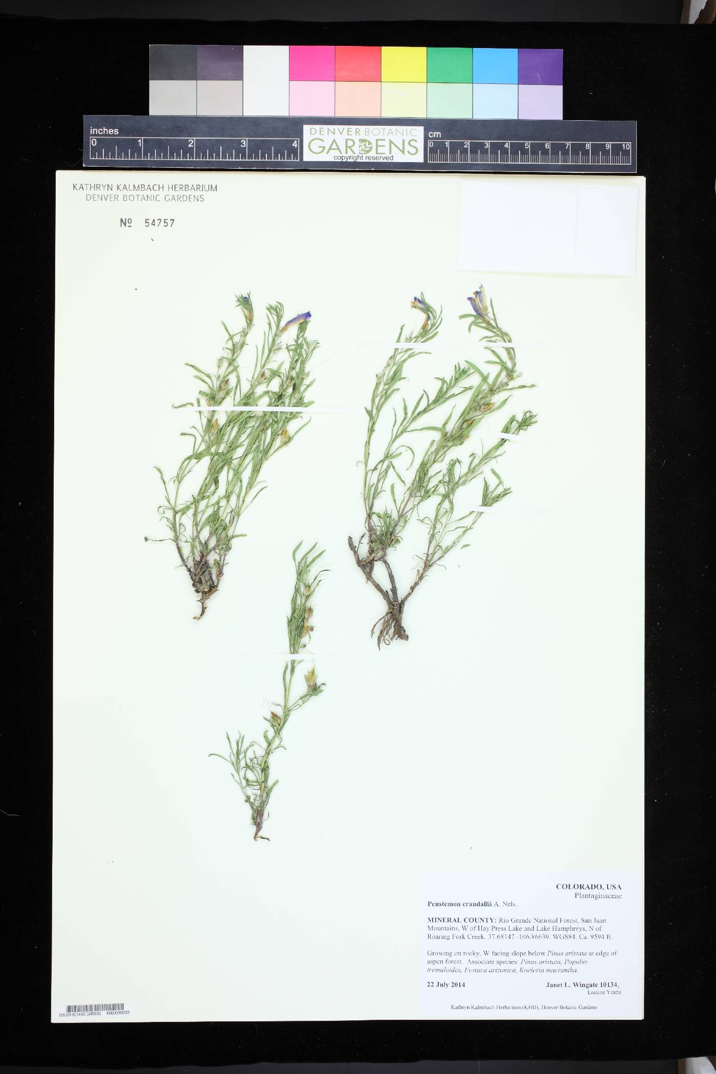 Penstemon crandallii image