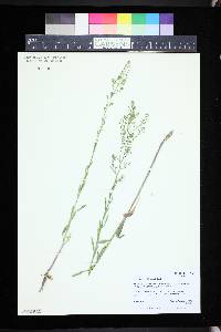 Lepidium densiflorum image