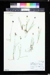 Juncus longistylis image