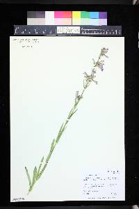 Penstemon gracilis image