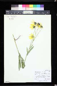 Ligularia amplectens image