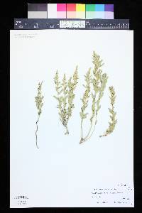 Atriplex gardneri image