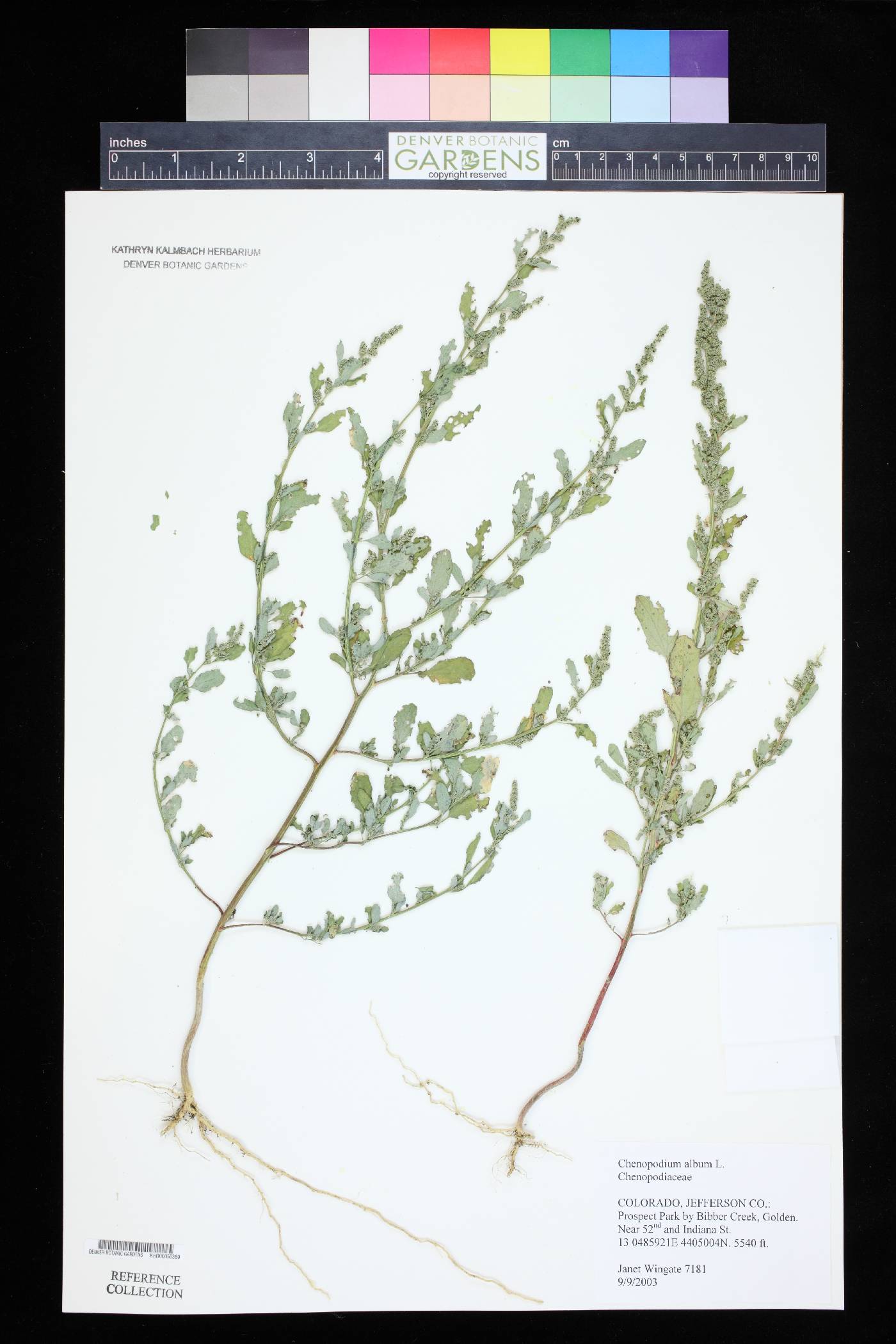 Chenopodium betaceum image