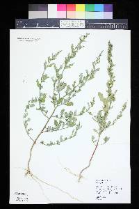 Chenopodium betaceum image