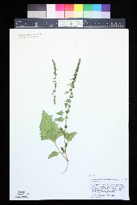 Blitum virgatum image