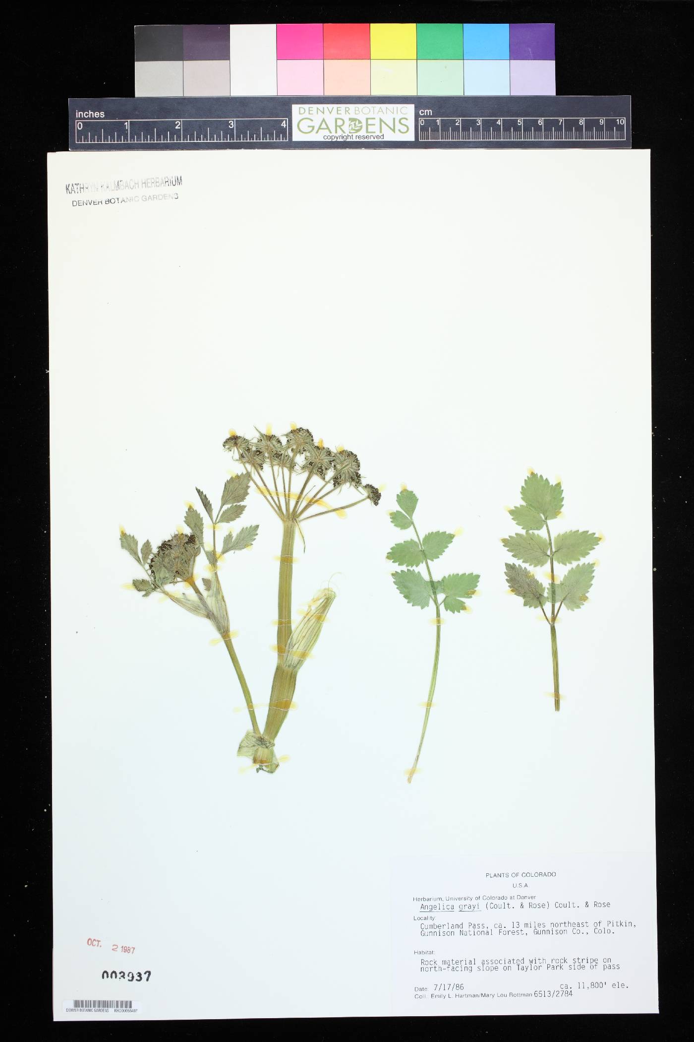 Angelica grayi image