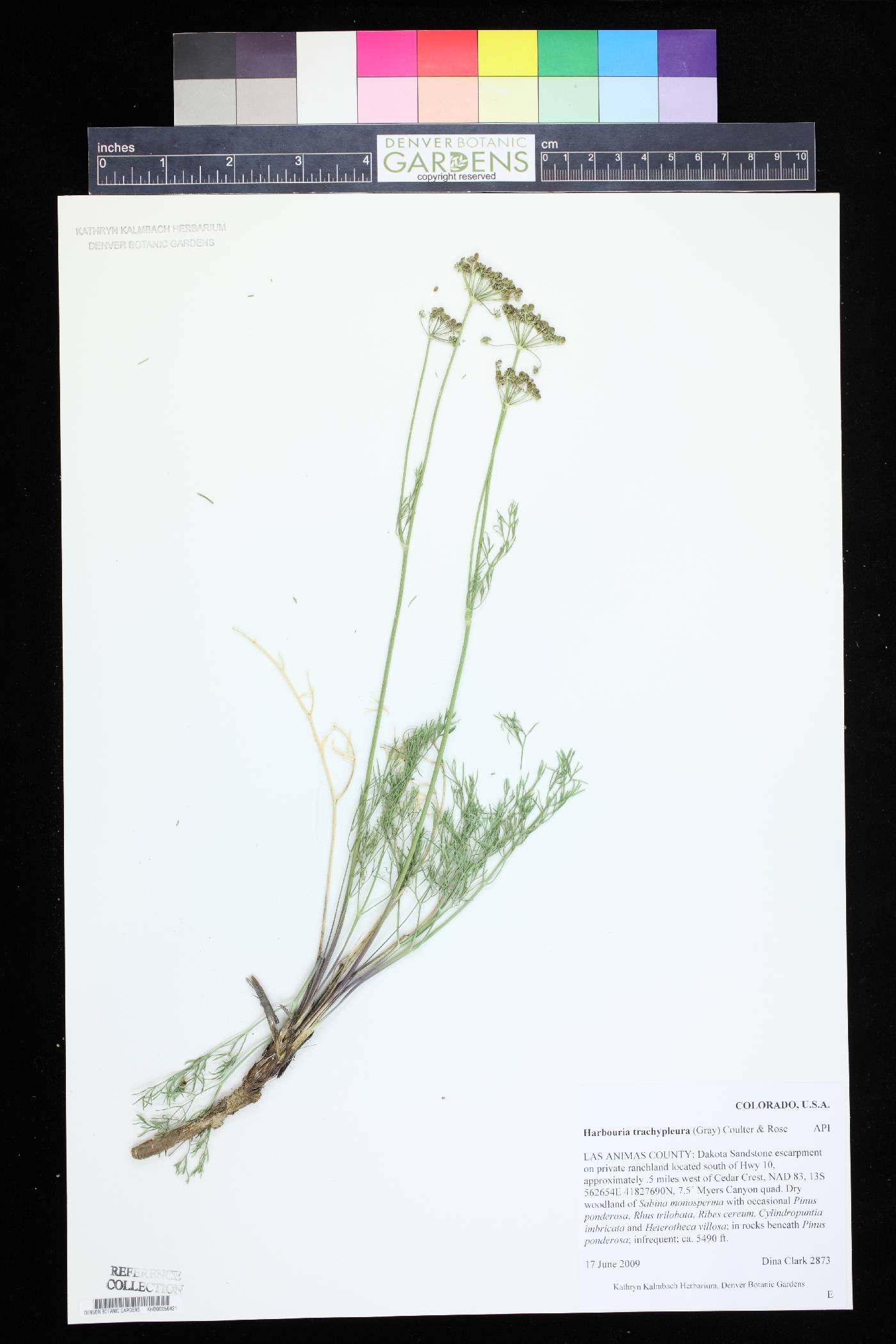 Harbouria trachypleura image