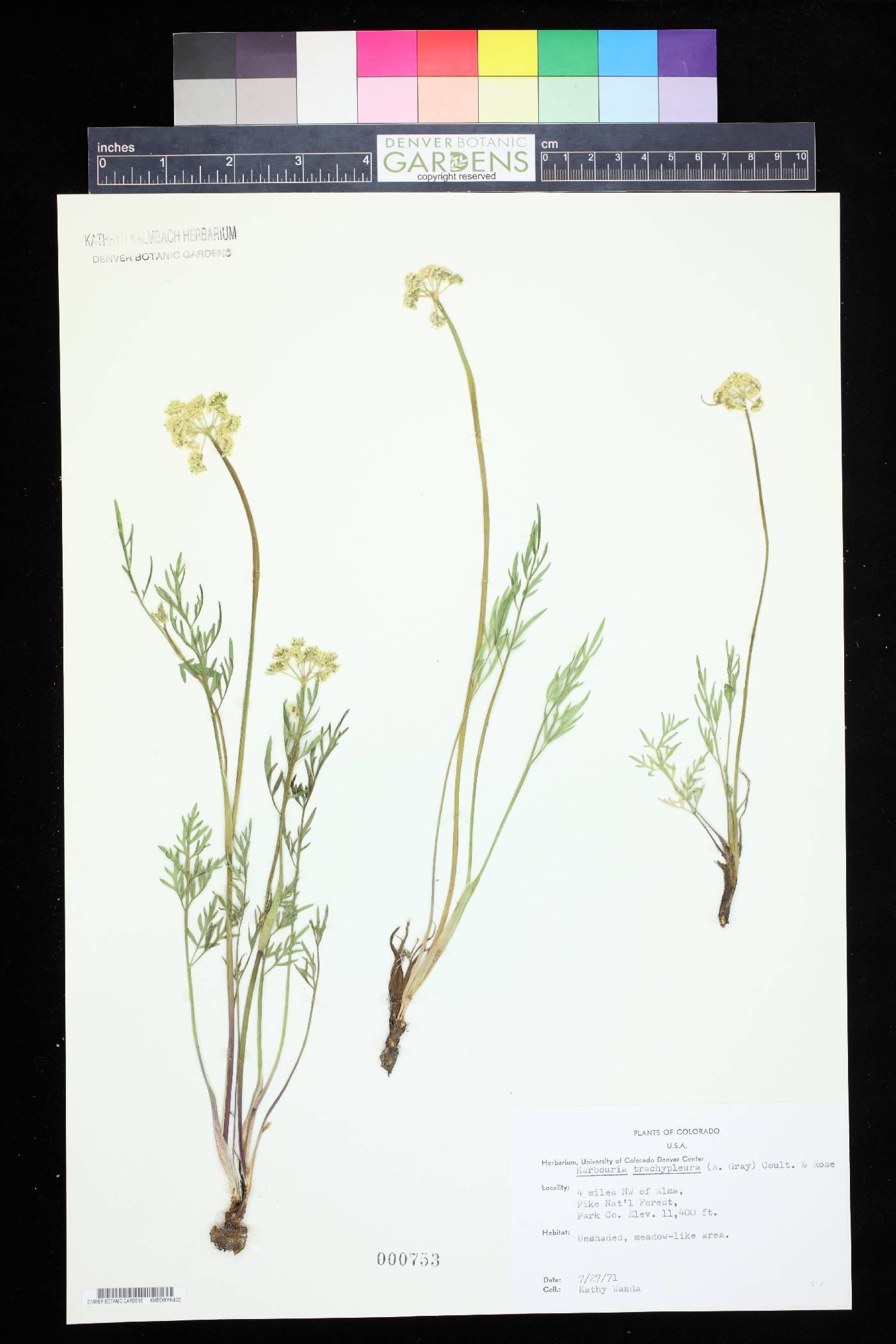 Harbouria trachypleura image