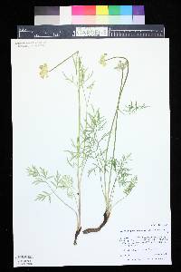 Pseudocymopterus montanus image