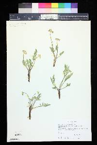 Pseudocymopterus montanus image