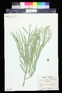 Asclepias asperula image