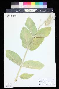 Asclepias speciosa image