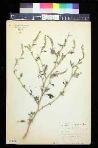 Ambrosia acanthicarpa image
