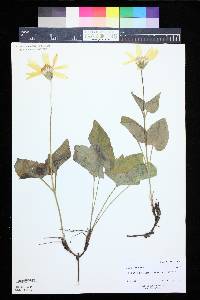 Arnica cordifolia image