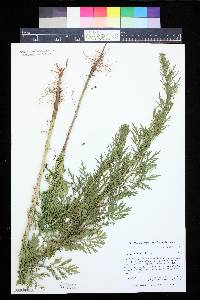 Artemisia biennis image